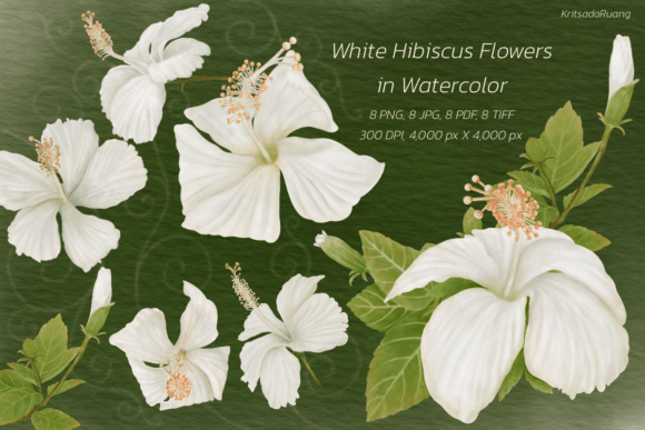 Download White Hibiscus Flowers in Watercolor - White Collection